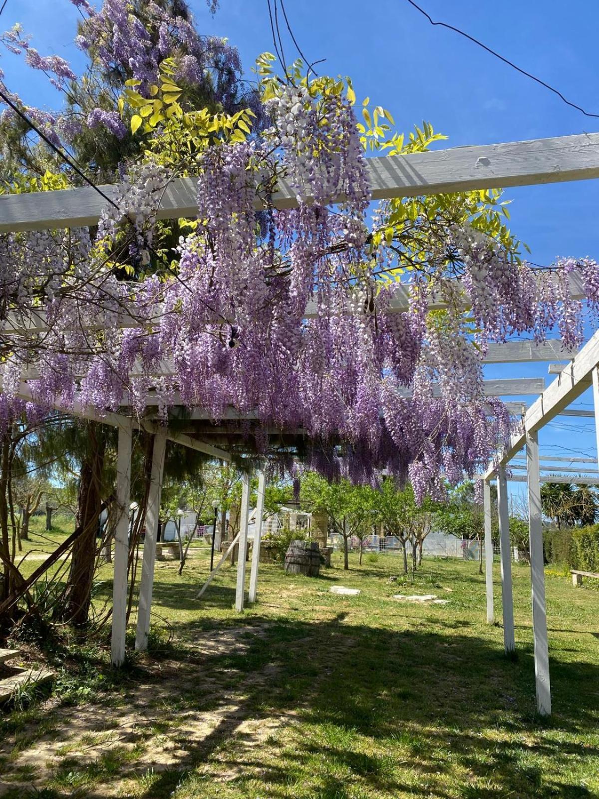 Agriturismo Tenuta La Monaca Aradeo Eksteriør bilde